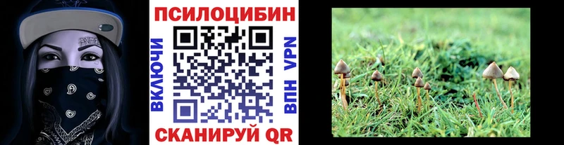Галлюциногенные грибы Psilocybe Тамбов